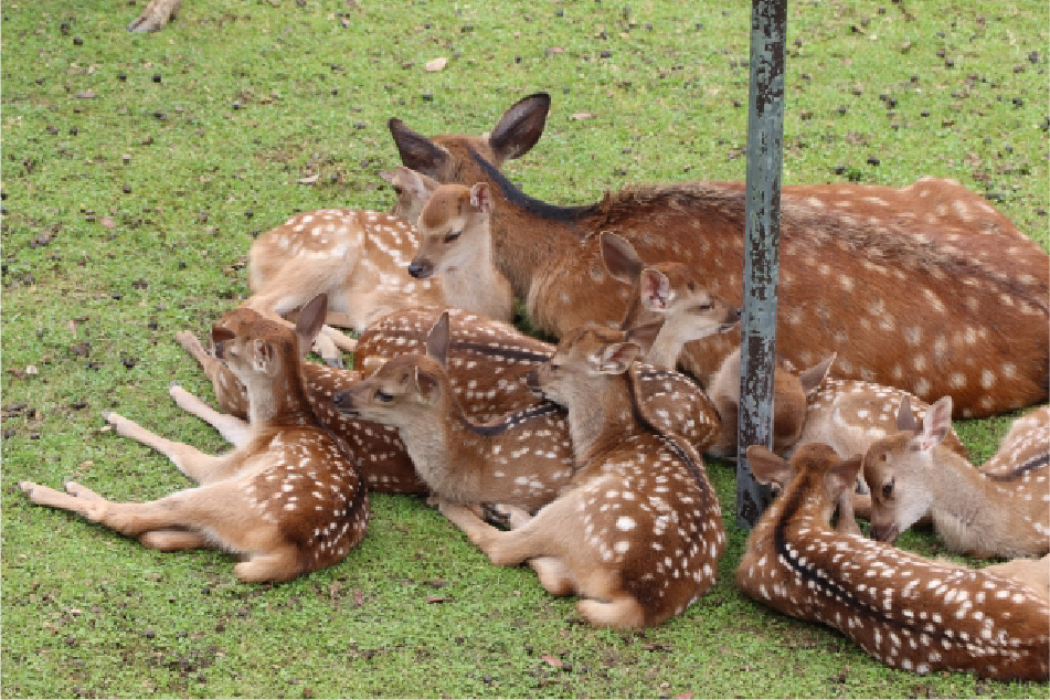 Nara Park - Deer Garden