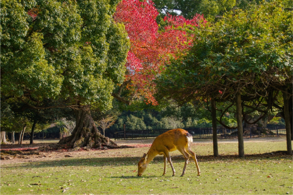 Nara Park